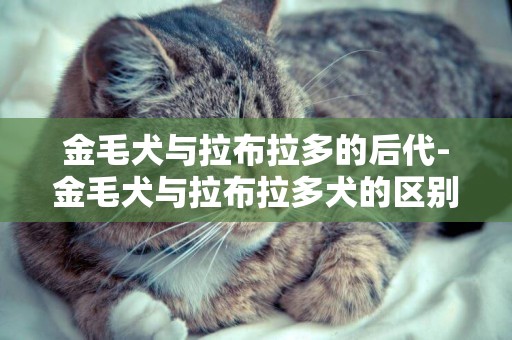 金毛犬與拉布拉多的后代-金毛犬與拉布拉多犬的區別