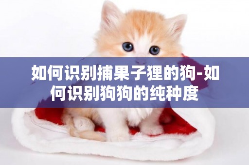 如何識別捕果子貍的狗-如何識別狗狗的純種度