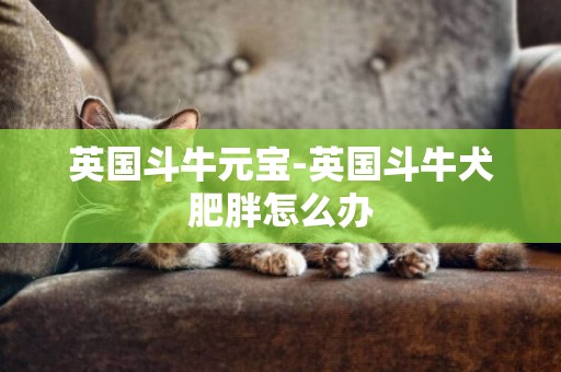 英國斗牛元寶-英國斗牛犬肥胖怎么辦