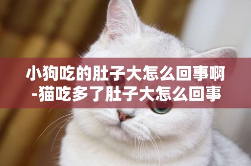 小狗吃的肚子大怎么回事啊-貓吃多了肚子大怎么回事啊
