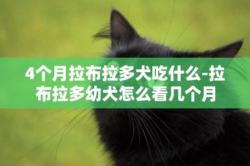 4個月拉布拉多犬吃什么-拉布拉多幼犬怎么看幾個月