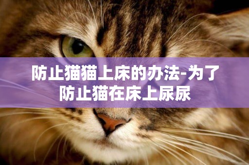 防止貓貓上床的辦法-為了防止貓在床上尿尿