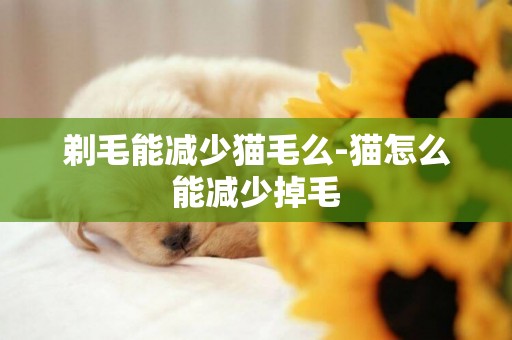 剃毛能減少貓毛么-貓怎么能減少掉毛