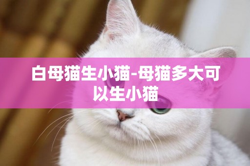 白母貓生小貓-母貓多大可以生小貓