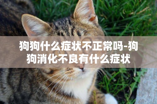 狗狗什么癥狀不正常嗎-狗狗消化不良有什么癥狀