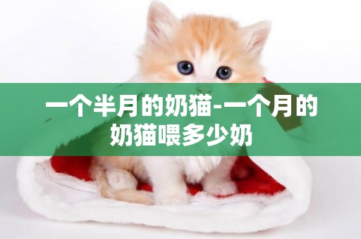 一個半月的奶貓-一個月的奶貓喂多少奶