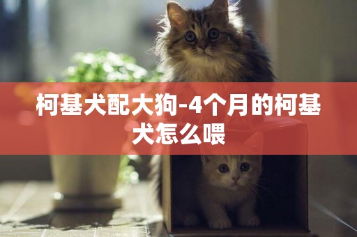 柯基犬配大狗-4個月的柯基犬怎么喂