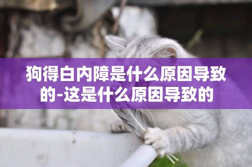 狗得白內障是什么原因導致的-這是什么原因導致的