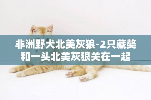 非洲野犬北美灰狼-2只藏獒和一頭北美灰狼關在一起