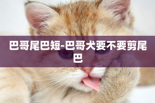 巴哥尾巴短-巴哥犬要不要剪尾巴
