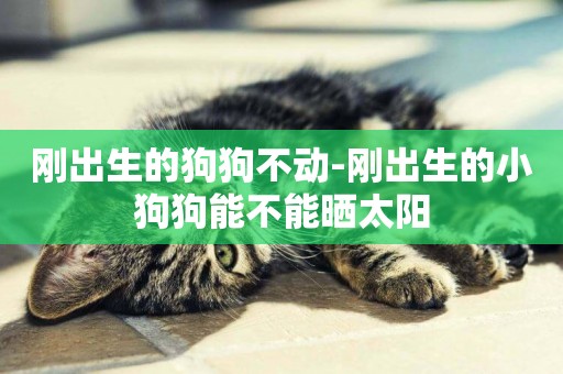 剛出生的狗狗不動-剛出生的小狗狗能不能曬太陽