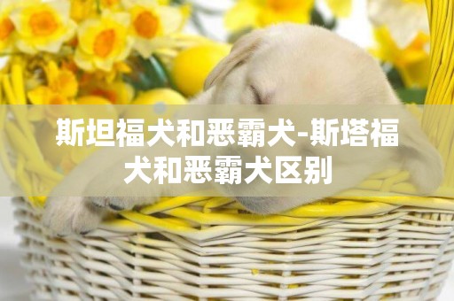 斯坦福犬和惡霸犬-斯塔福犬和惡霸犬區別