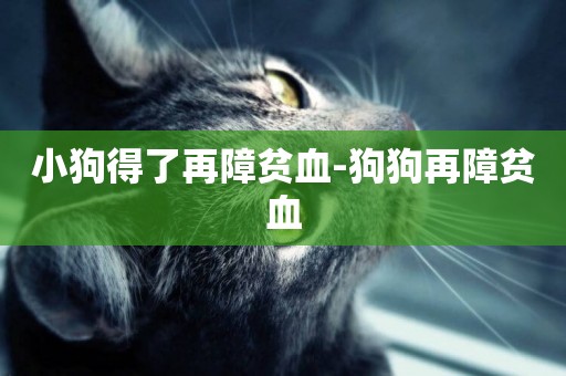 小狗得了再障貧血-狗狗再障貧血