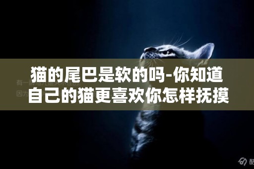 貓的尾巴是軟的嗎-你知道自己的貓更喜歡你怎樣撫摸它嗎
