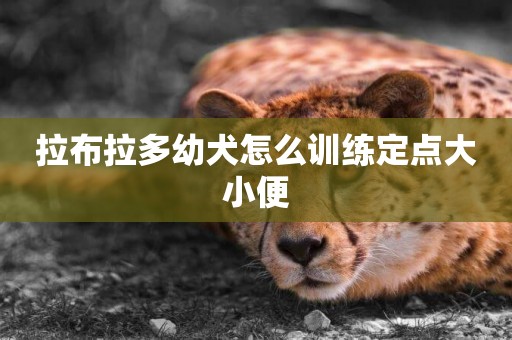 拉布拉多幼犬怎么訓練定點大小便