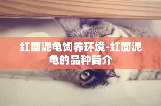 紅面泥龜飼養環境-紅面泥龜的品種簡介