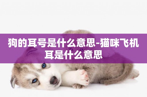 狗的耳號是什么意思-貓咪飛機耳是什么意思