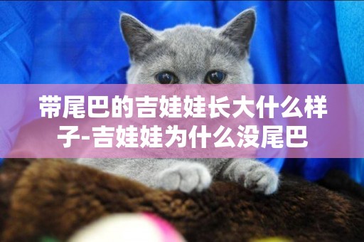 帶尾巴的吉娃娃長大什么樣子-吉娃娃為什么沒尾巴