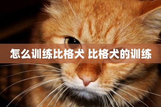 怎么訓練比格犬 比格犬的訓練