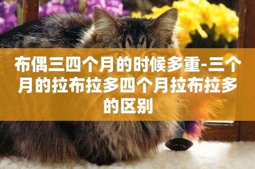 布偶三四個月的時候多重-三個月的拉布拉多四個月拉布拉多的區別