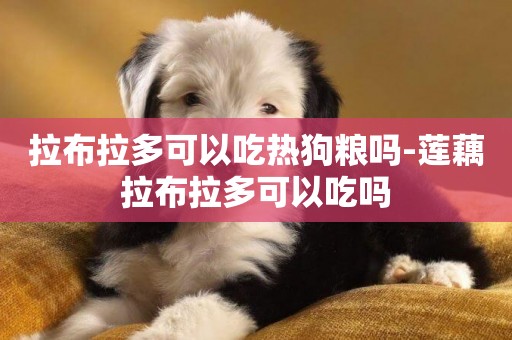 拉布拉多可以吃熱狗糧嗎-蓮藕拉布拉多可以吃嗎