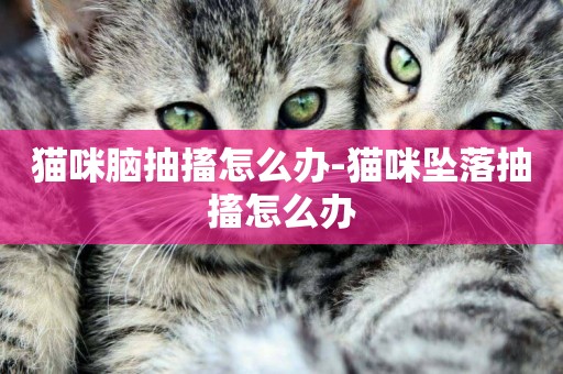 貓咪腦抽搐怎么辦-貓咪墜落抽搐怎么辦