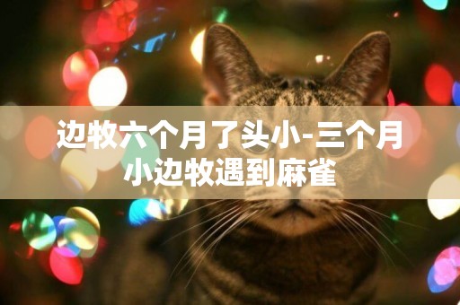 邊牧六個月了頭小-三個月小邊牧遇到麻雀
