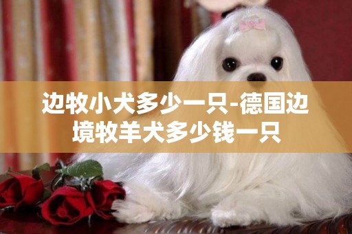 邊牧小犬多少一只-德國邊境牧羊犬多少錢一只