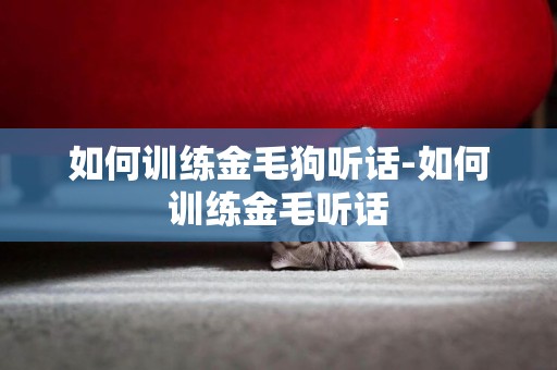 如何訓練金毛狗聽話-如何訓練金毛聽話