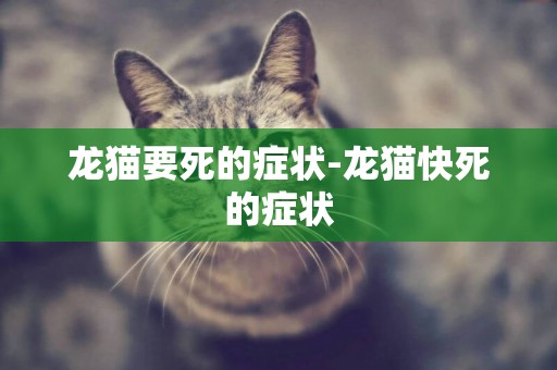 龍貓要死的癥狀-龍貓快死的癥狀