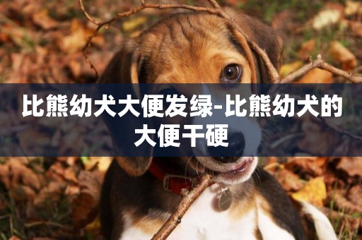 比熊幼犬大便發綠-比熊幼犬的大便干硬