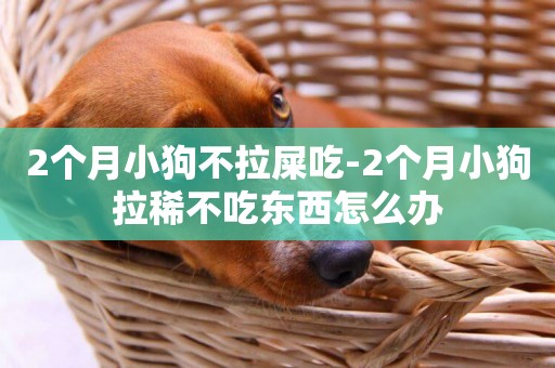 2個月小狗不拉屎吃-2個月小狗拉稀不吃東西怎么辦