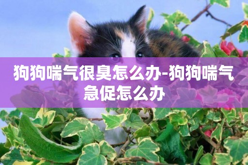 狗狗喘氣很臭怎么辦-狗狗喘氣急促怎么辦