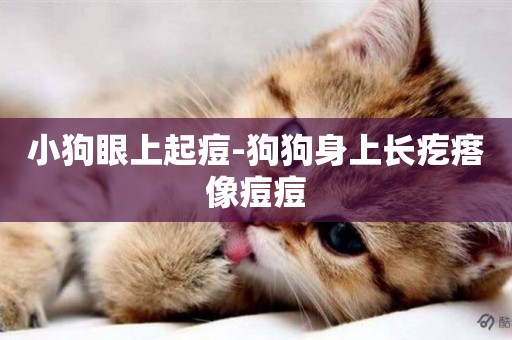 小狗眼上起痘-狗狗身上長疙瘩像痘痘