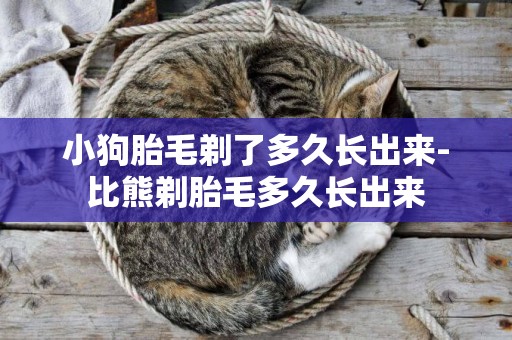 小狗胎毛剃了多久長出來-比熊剃胎毛多久長出來