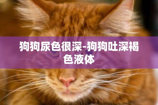 狗狗尿色很深-狗狗吐深褐色液體
