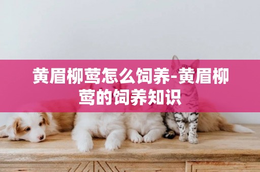 黃眉柳鶯怎么飼養-黃眉柳鶯的飼養知識