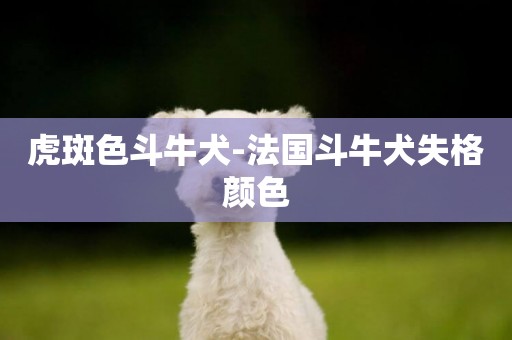 虎斑色斗牛犬-法國斗牛犬失格顏色