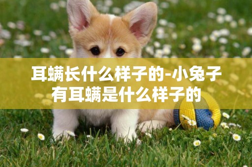 耳螨長什么樣子的-小兔子有耳螨是什么樣子的