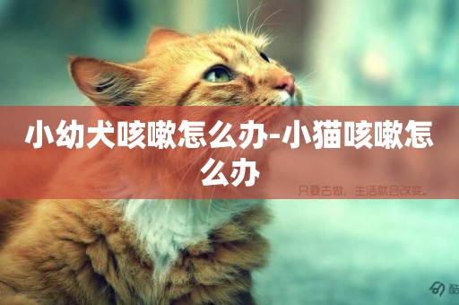 小幼犬咳嗽怎么辦-小貓咳嗽怎么辦