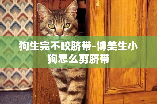 狗生完不咬臍帶-博美生小狗怎么剪臍帶