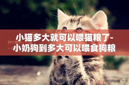 小貓多大就可以喂貓糧了-小奶狗到多大可以喂食狗糧