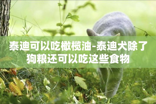 泰迪可以吃橄欖油-泰迪犬除了狗糧還可以吃這些食物