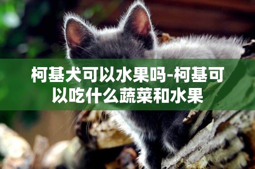 柯基犬可以水果嗎-柯基可以吃什么蔬菜和水果