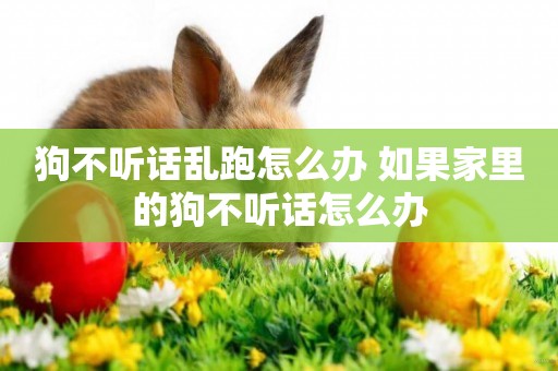 狗不聽話亂跑怎么辦 如果家里的狗不聽話怎么辦