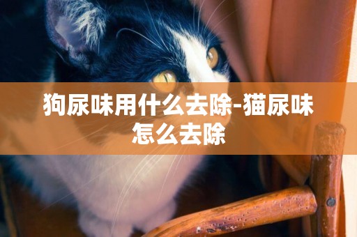 狗尿味用什么去除-貓尿味怎么去除