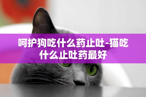 呵護狗吃什么藥止吐-貓吃什么止吐藥最好