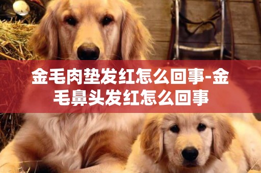 金毛肉墊發紅怎么回事-金毛鼻頭發紅怎么回事