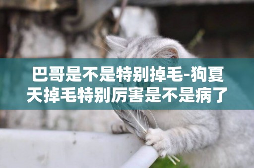 巴哥是不是特別掉毛-狗夏天掉毛特別厲害是不是病了