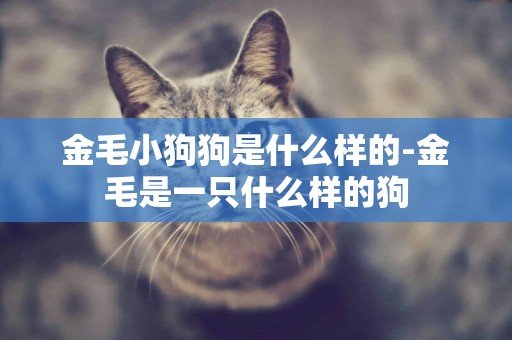 金毛小狗狗是什么樣的-金毛是一只什么樣的狗